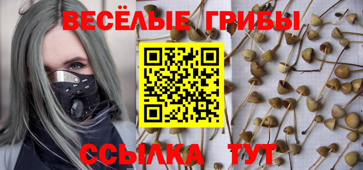 Сыктывкар  Галлюциногенные грибы Cubensis  Вход с VPN 